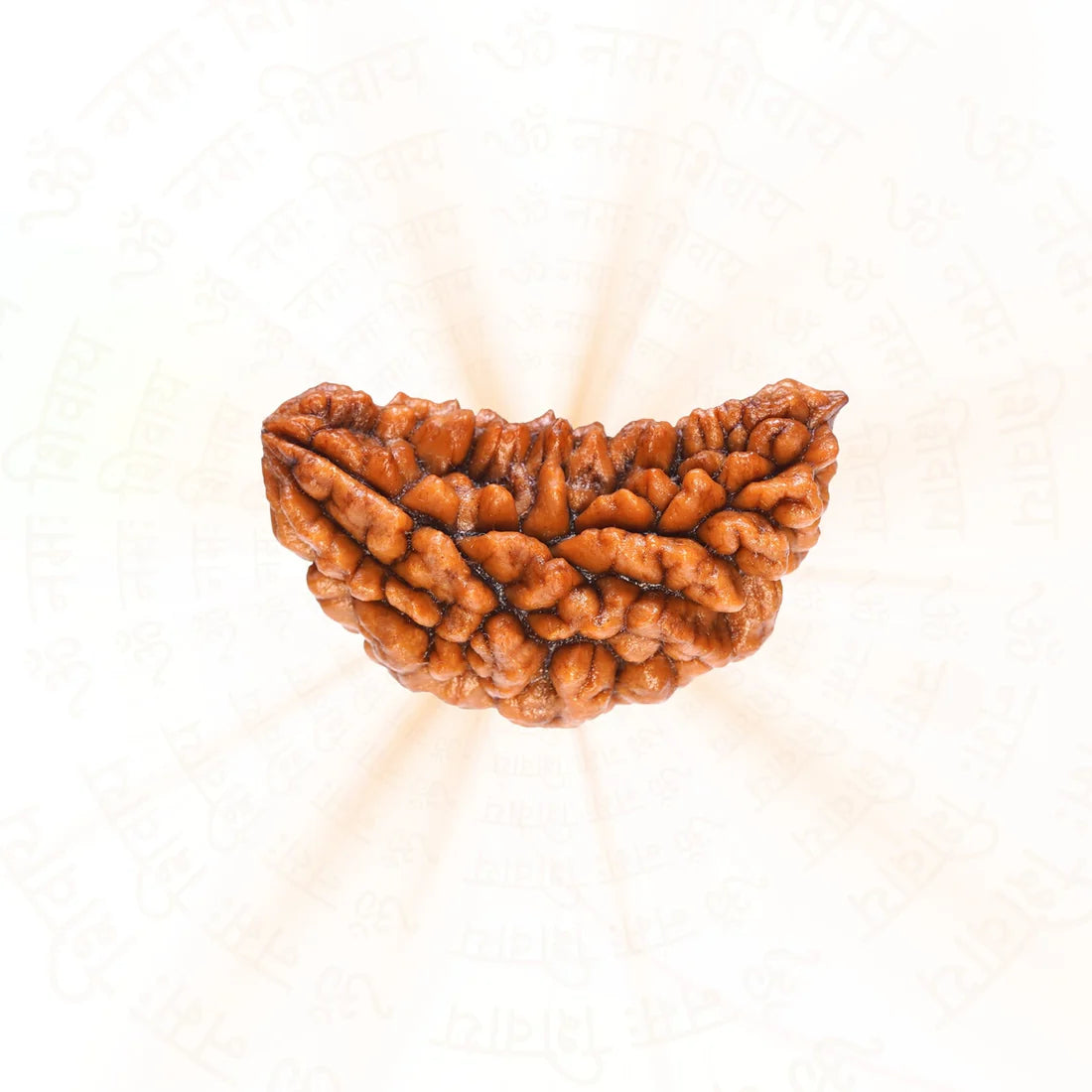 Premium 1 Mukhi (One Faced) Rudraksha