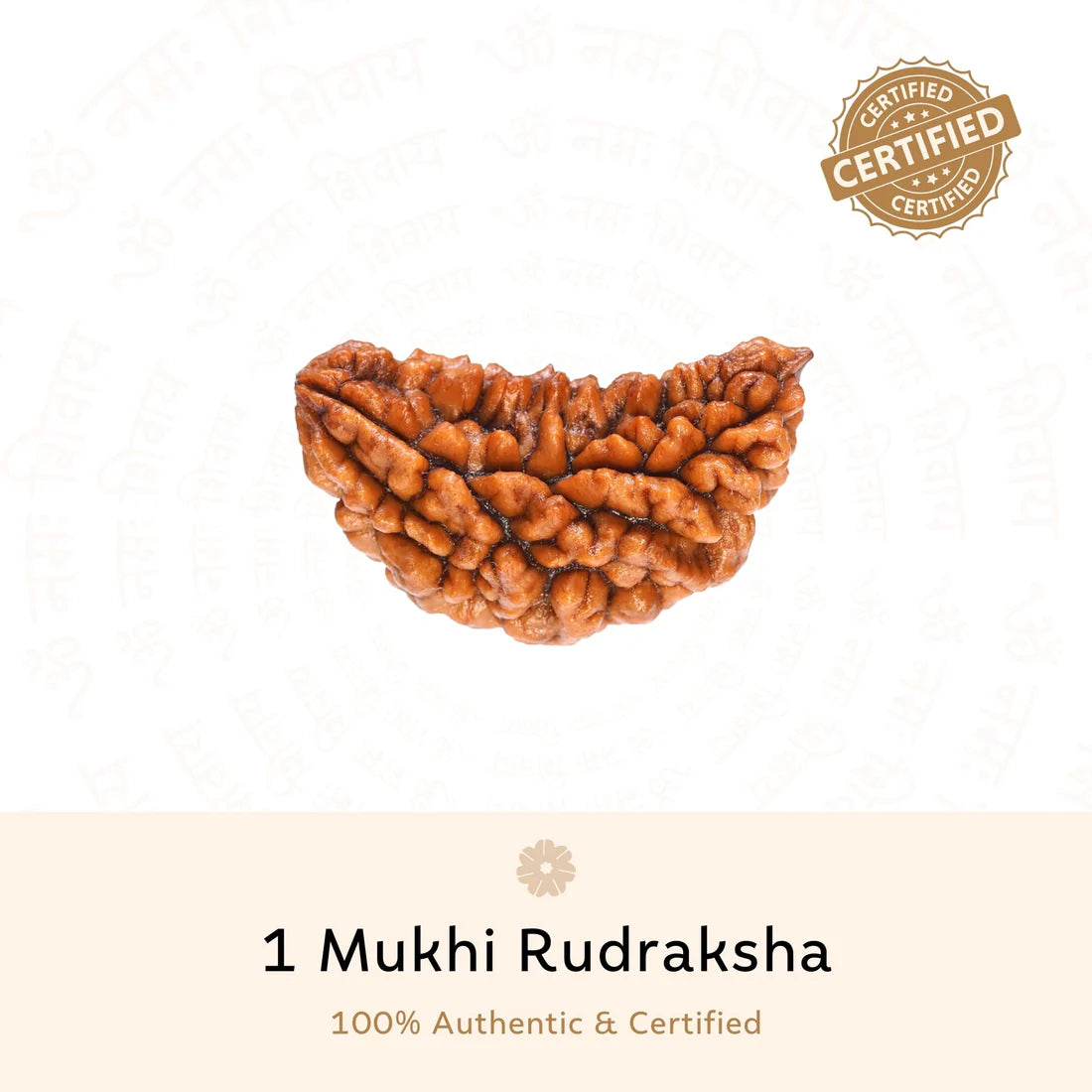 Premium 1 Mukhi (One Faced) Rudraksha