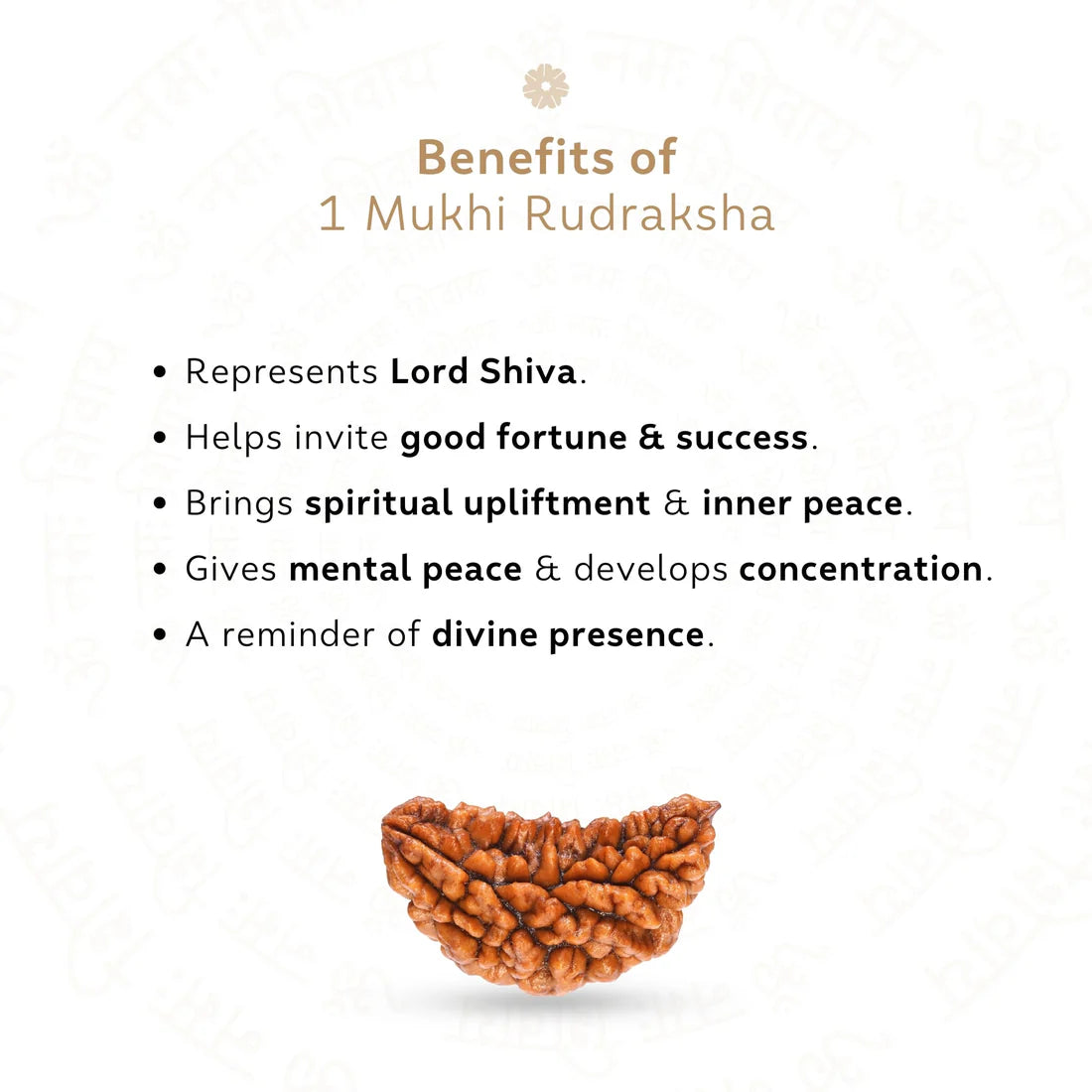 Premium 1 Mukhi (One Faced) Rudraksha