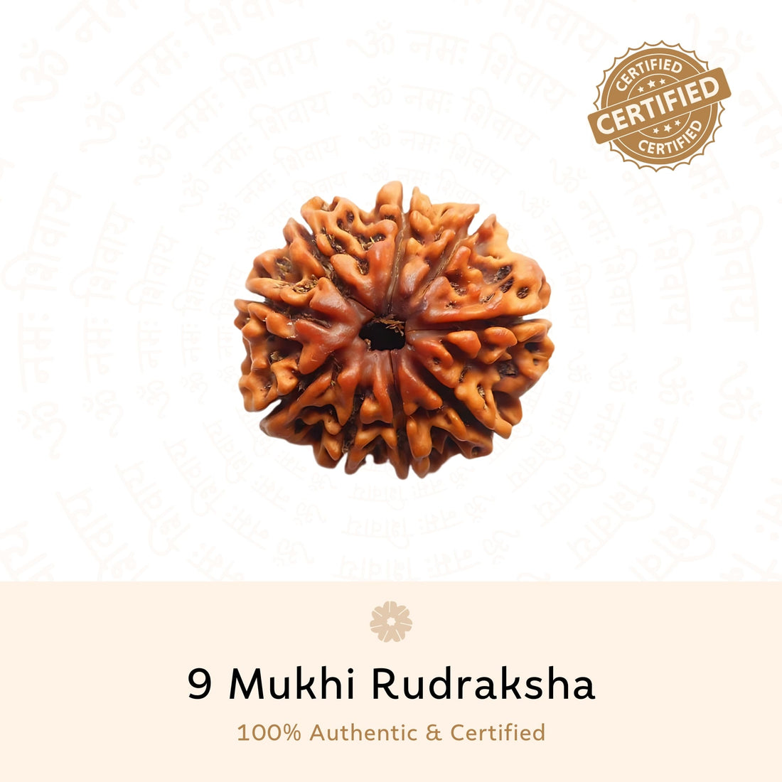 9 Mukhi (Nine Faced) Rudraksha