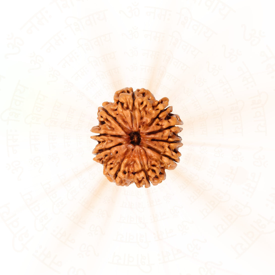 10 Mukhi (Ten Faced) Rudraksha