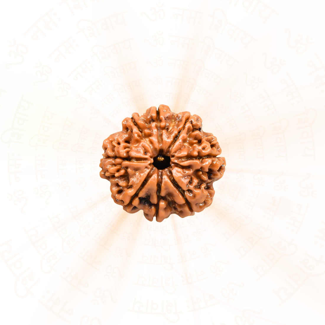 7 Mukhi (Seven Faced) Rudraksha