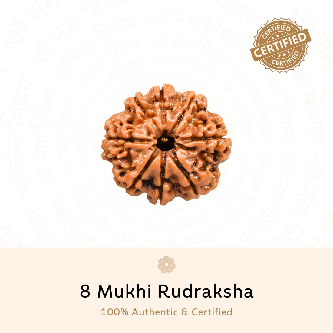8 Mukhi (Eight Faced) Rudraksha