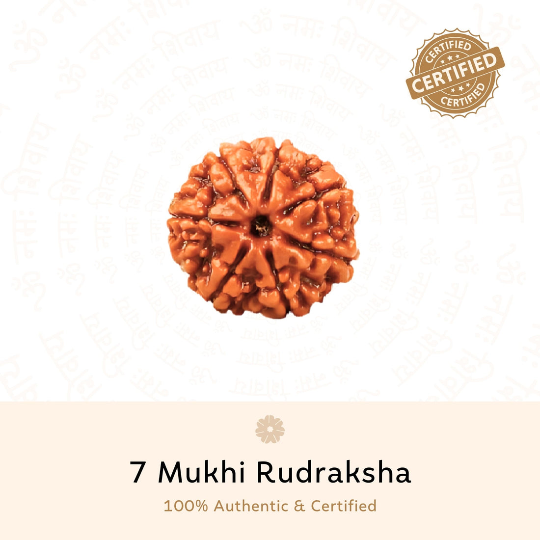 7 Mukhi (Seven Faced) Rudraksha