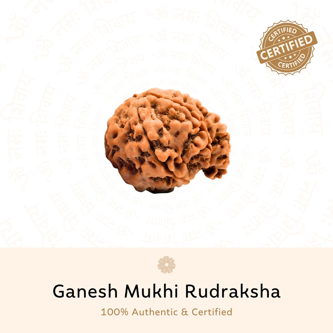 Ganesh 6 Mukhi (Six Faced) Rudraksha