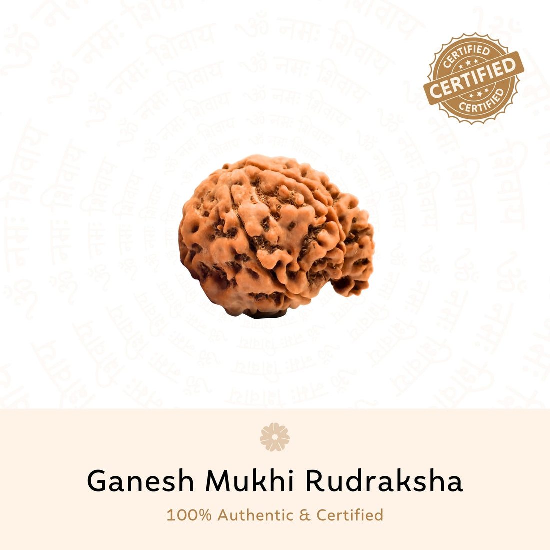 Ganesh 5 Mukhi (Five Faced) Rudraksha