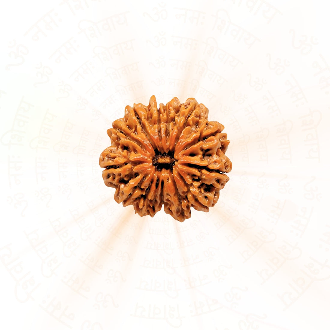 12 Mukhi (Twelve Faced) Rudraksha