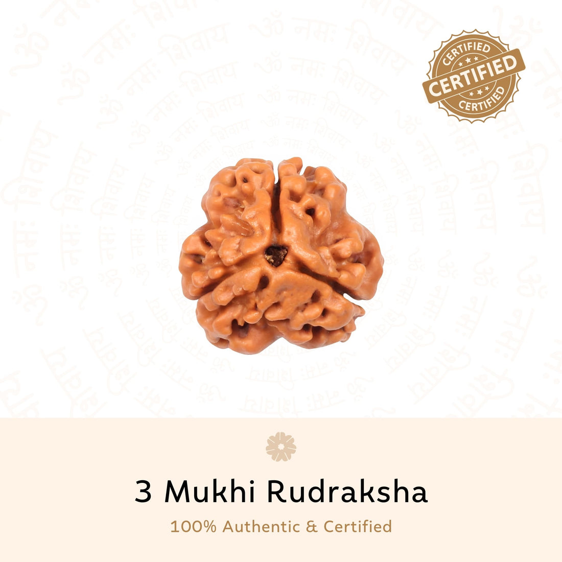 3 Mukhi (three Faced) Rudraksha