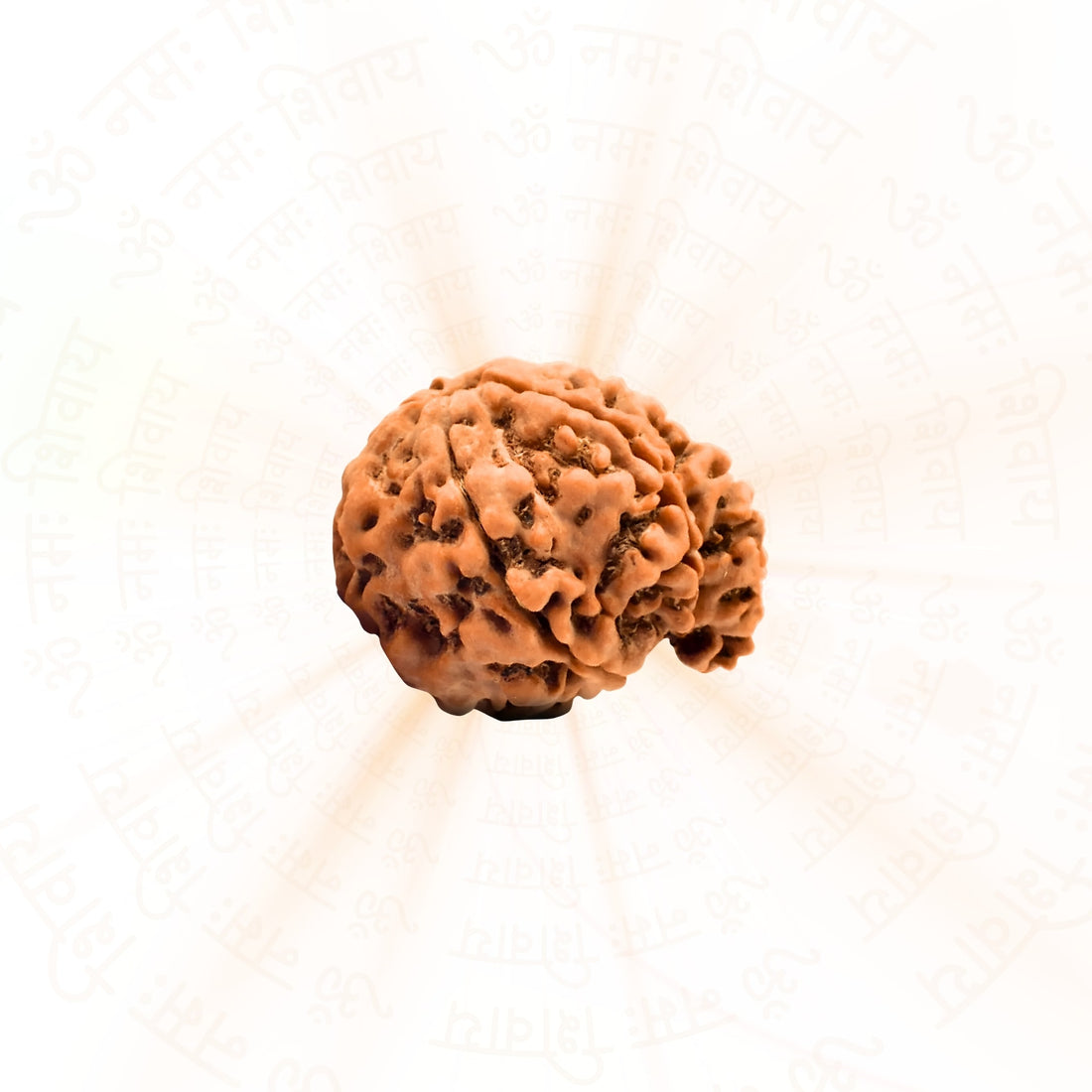 Ganesh 4 Mukhi (Four Faced) Rudraksha