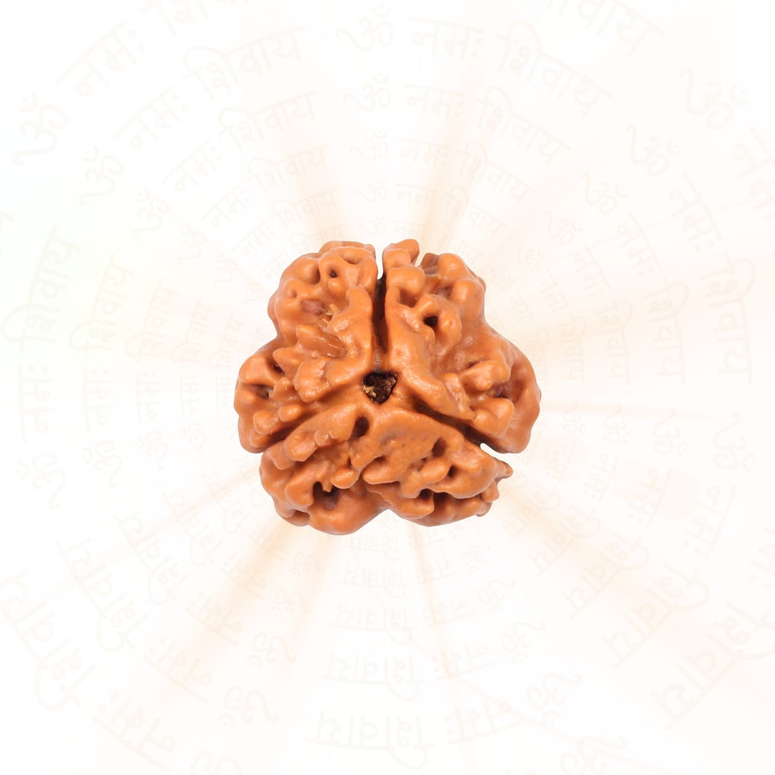 3 Mukhi (three Faced) Rudraksha