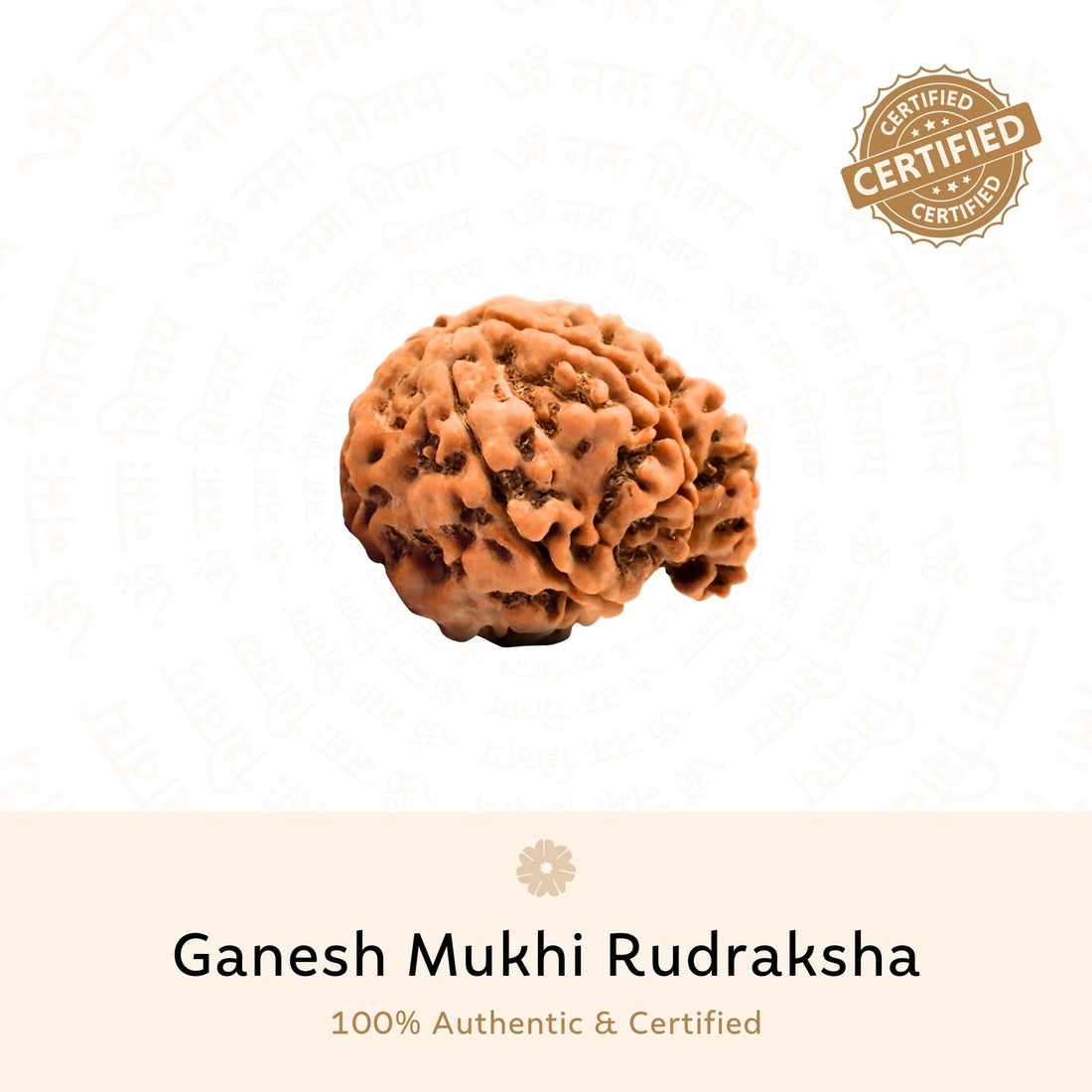 Ganesh 4 Mukhi (Four Faced) Rudraksha