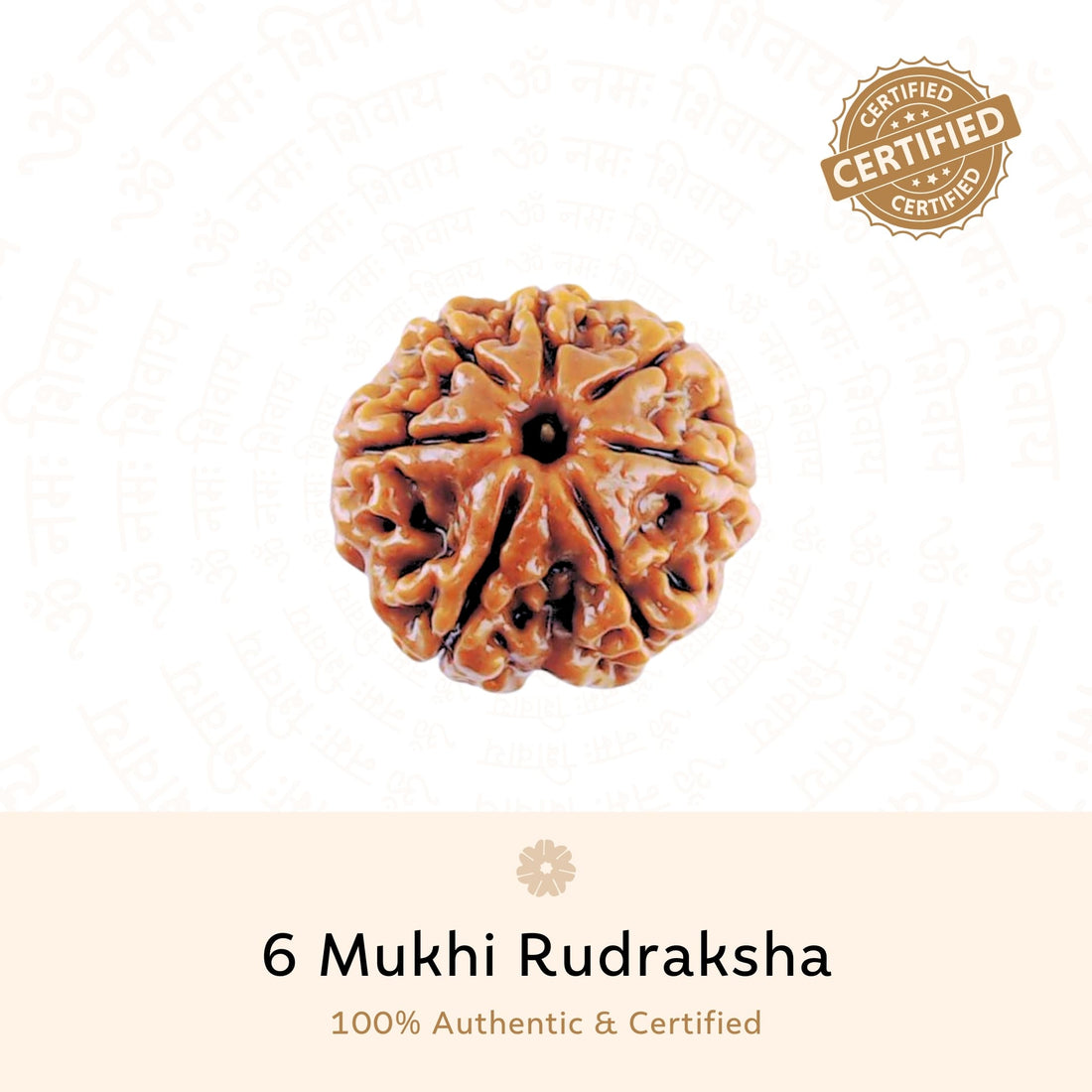 6 Mukhi (Six Faced) Rudraksha