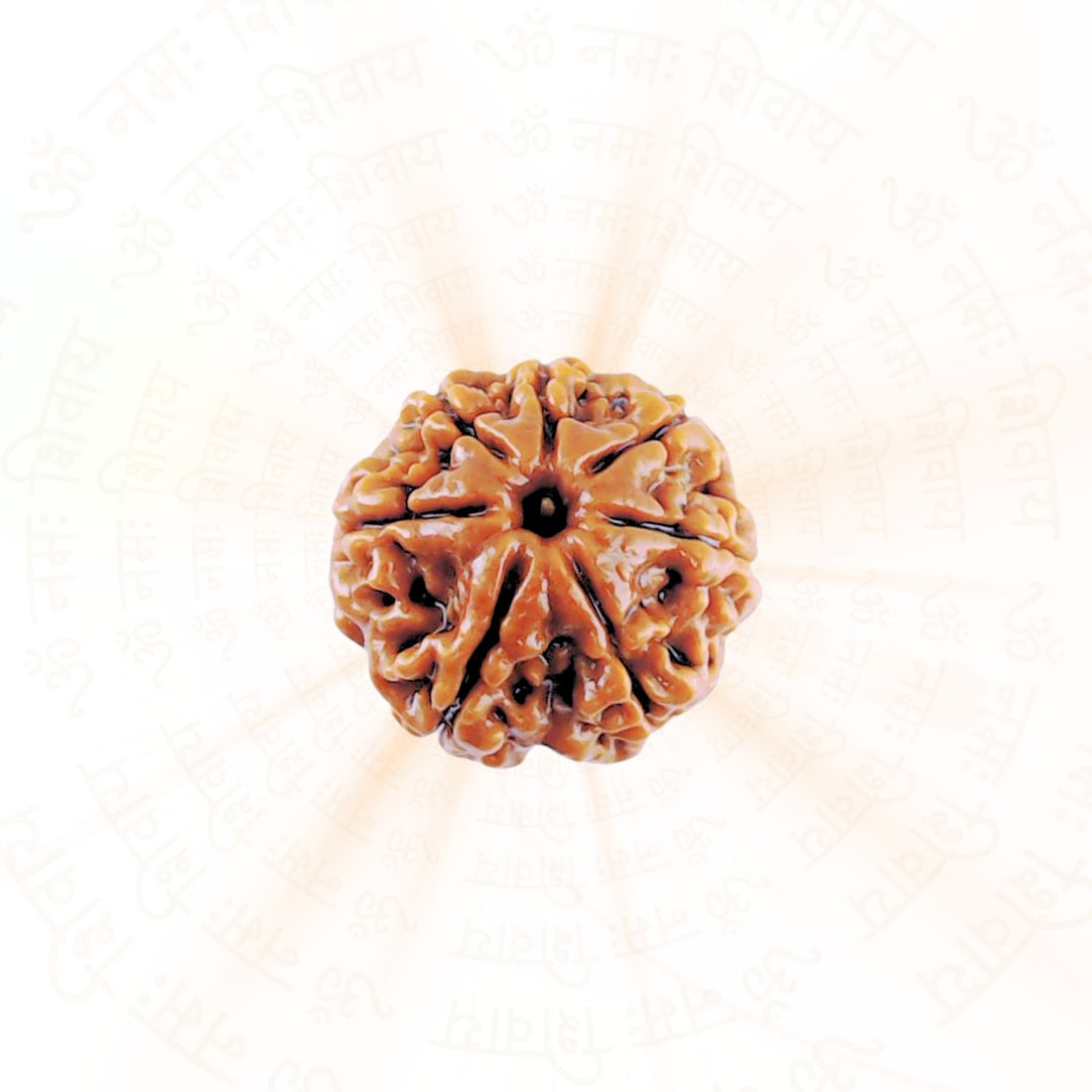 6 Mukhi (Six Faced) Rudraksha