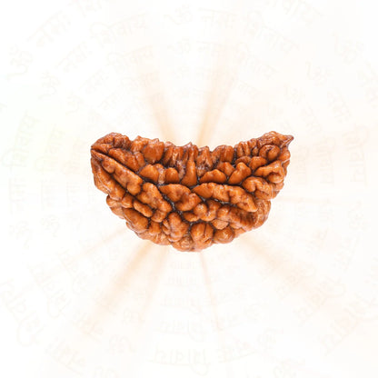 Premium 1 Mukhi (One Faced) Rudraksha