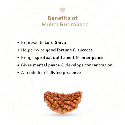 Premium 1 Mukhi (One Faced) Rudraksha