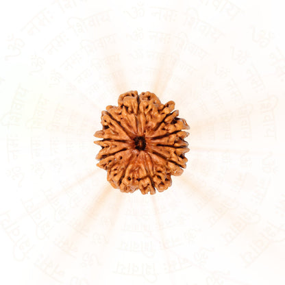 10 Mukhi (Ten Faced) Rudraksha