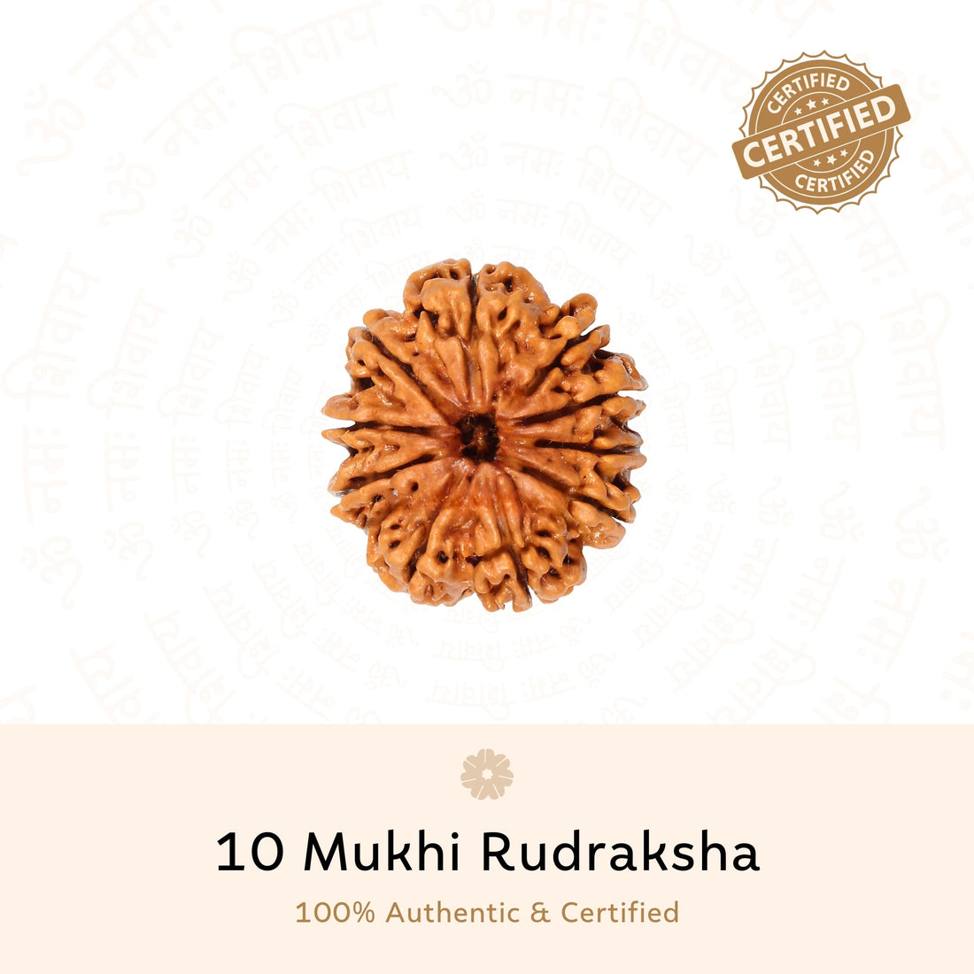 10 Mukhi (Ten Faced) Rudraksha