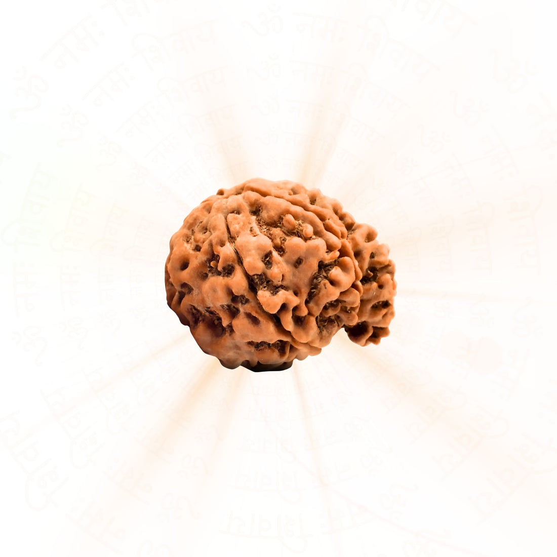 Ganesh 6 Mukhi (Six Faced) Rudraksha