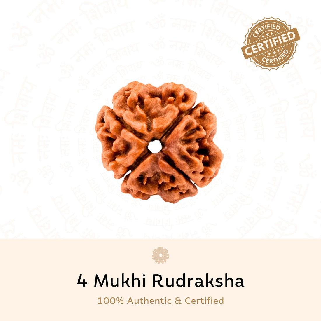 4 Mukhi (four Faced) Rudraksha