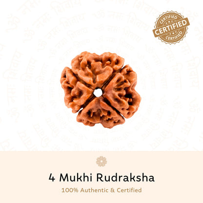 4 Mukhi (four Faced) Rudraksha