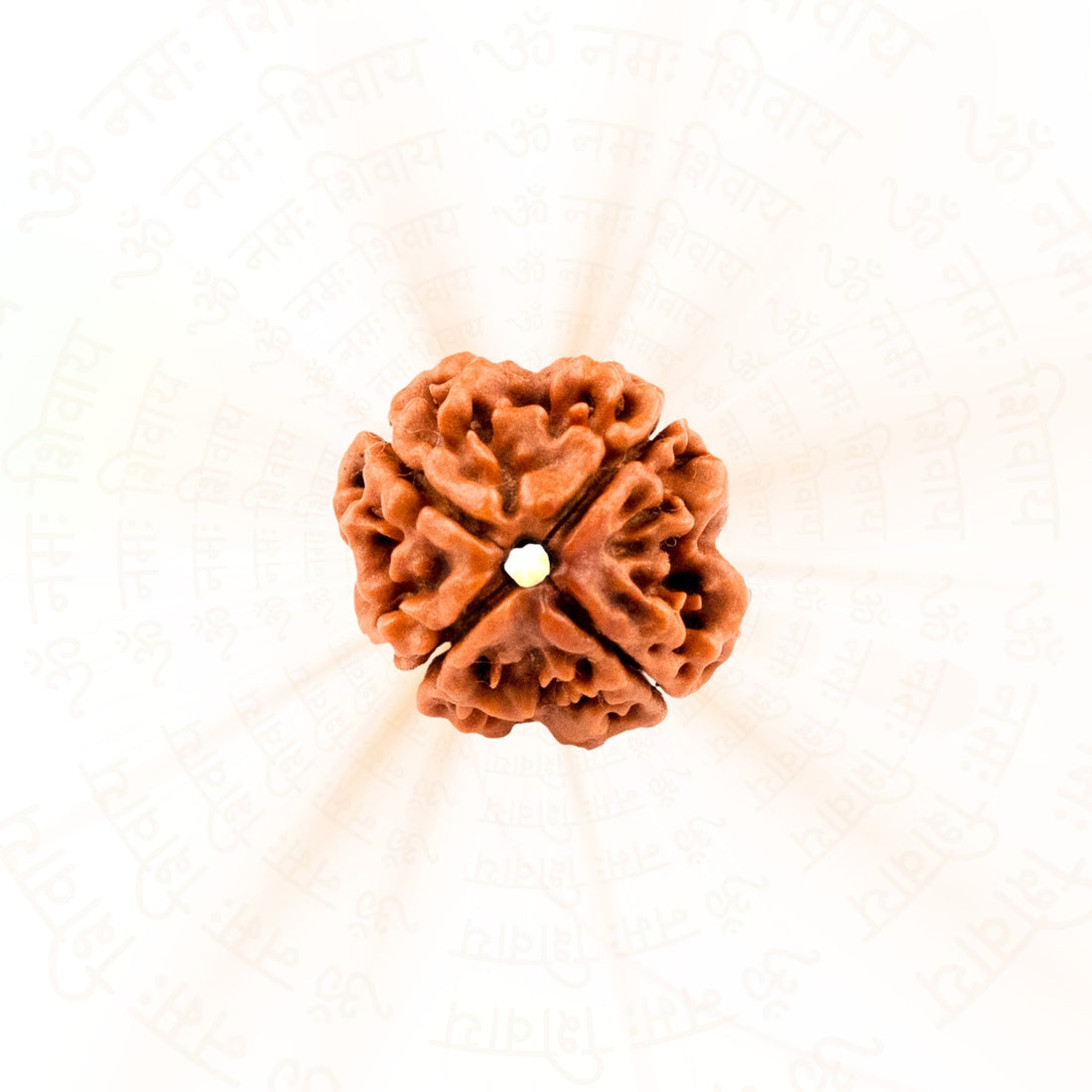 4 Mukhi (four Faced) Rudraksha