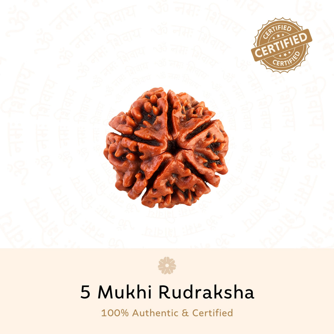 5 Mukhi (five Faced) Rudraksha