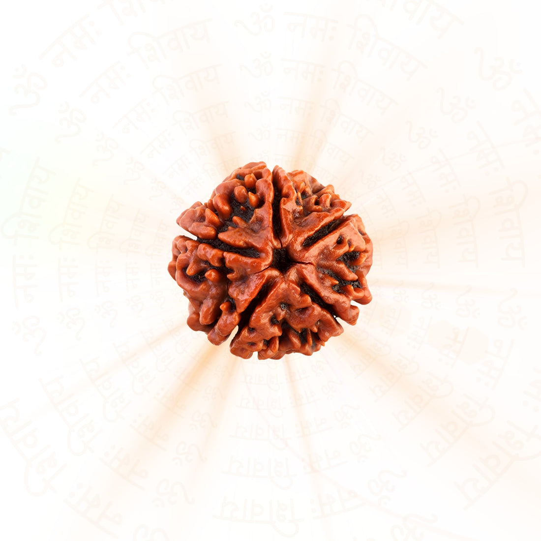 5 Mukhi (five Faced) Rudraksha