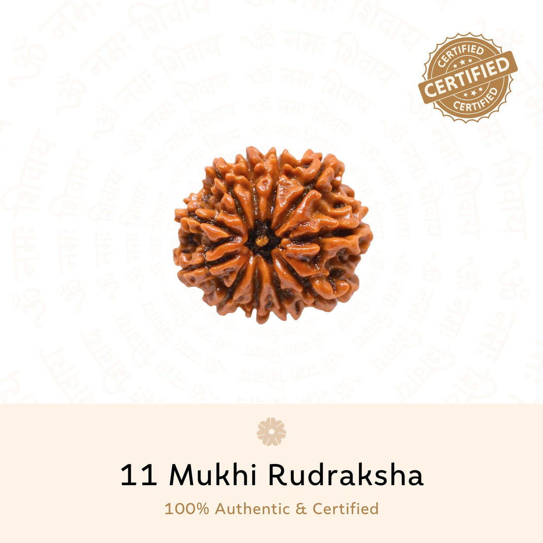 11 Mukhi (Eleven Faced) Rudraksha